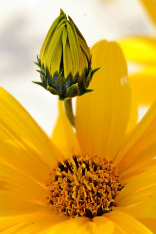 L' intruso Helianthus petiolaris