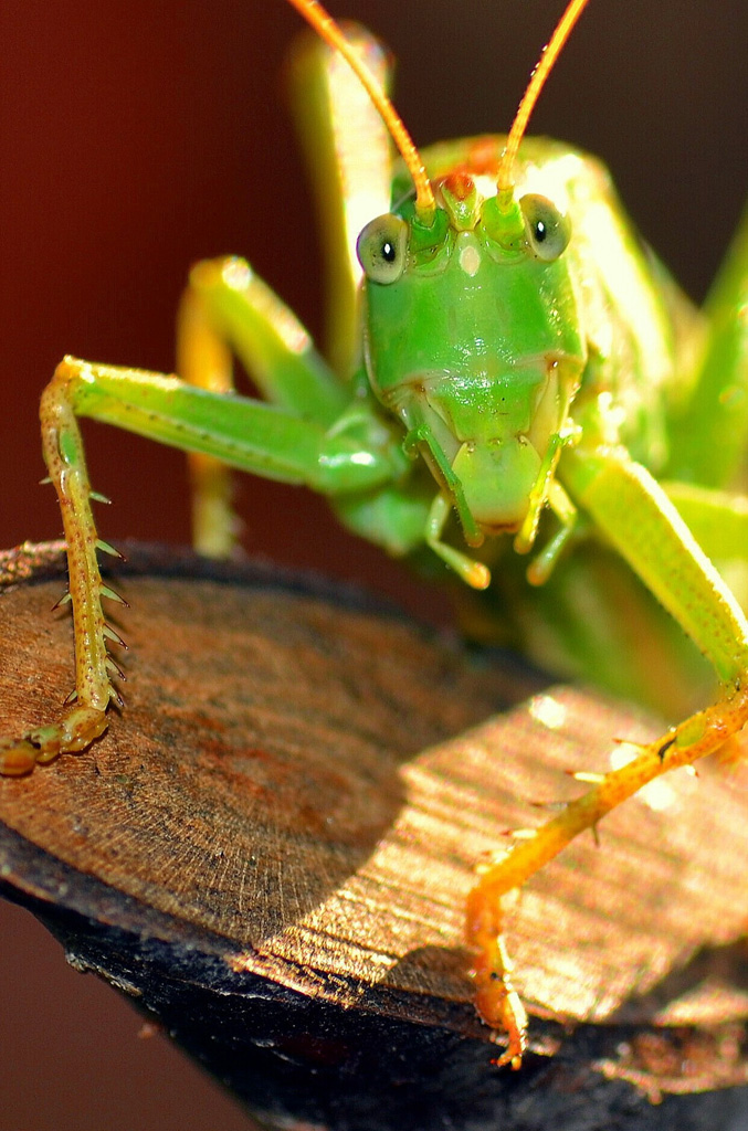 Tettigonia Verdissima